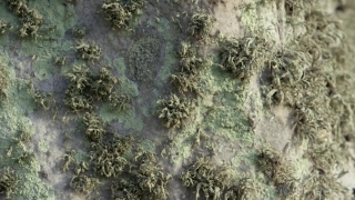 Texture, Pattern, Surface, Rough, Wall, Coral Reef