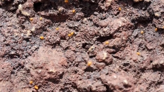 Texture, Stone, Ground, Surface, Pattern, Ant