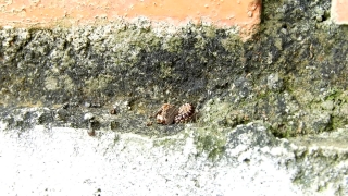 Texture, Wall, Dirty, Stone, Textured, Old