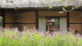 Thatch, Roof, Bird Feeder, Device, Tree, Landscape