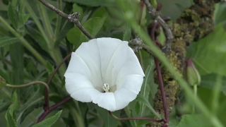 Thorn Apple, Shrub, Woody Plant, Vascular Plant, Plant, Flower