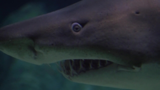 Tiger Shark, Shark, Fish, Ocean, Sea, Underwater