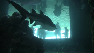 Tiger Shark, Shark, Hammerhead, Fish, Underwater, Ocean
