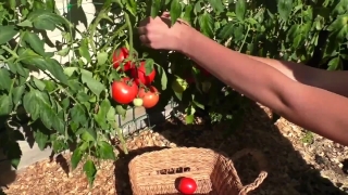 Tomato, Shrub, Fruit, Vegetable, Food, Woody Plant