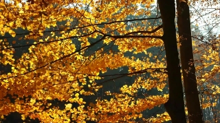 Tree, Autumn, Maple, Fall, Leaves, Forest