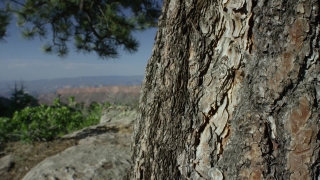 Tree, Bark, Wood, Forest, Woody Plant, Texture