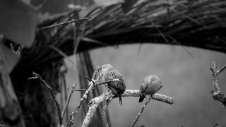 Tree, Bird, Branch, Dove, Wildlife, Wild