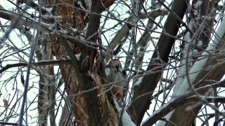 Tree, Bird, Branch, Dove, Woodpecker, Sky