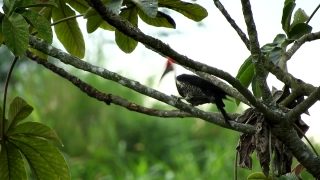 Tree, Bird, Branch, Woody Plant, Cacao, Monkey