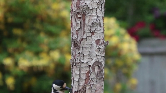 Tree, Bird, Woodpecker, Birch, Woody Plant, Wildlife