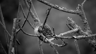 Tree, Branch, Bird, Wildlife, Sky, Forest