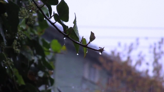 Tree, Branch, Bird, Woody Plant, Plant, Spring