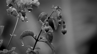Tree, Branch, Fruit, Woody Plant, Plant, Sky