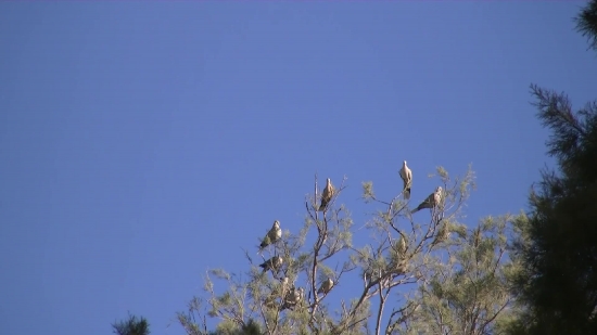 Tree, Branch, Sky, Bird, Woody Plant, Landscape