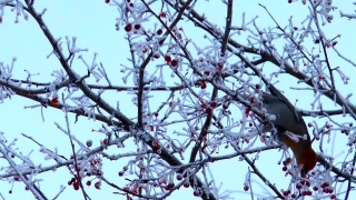 Tree, Branch, Woody Plant, Almond, Red Silk-cotton Tree, Sky