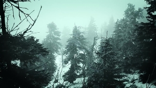 Tree, Chairlift, Cable, Fir, Sky, Ski Tow