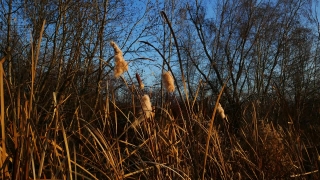 Tree, Field, Plant, Landscape, Sky, Reed