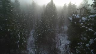 Tree, Fir, Forest, Landscape, Snow, Winter