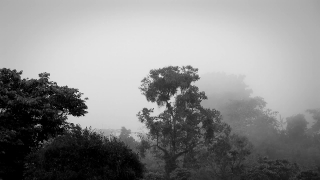 Tree, Fir, Landscape, Forest, Trees, Sky
