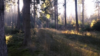 Tree, Forest, Autumn, Trees, Landscape, Fall