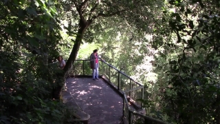 Tree, Forest, Bridge, Trees, Suspension Bridge, Park