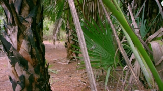 Tree, Forest, Coconut, Woody Plant, Plant, Vascular Plant