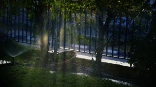 Tree, Forest, Landscape, Park, River, Summer
