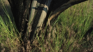 Tree, Forest, Landscape, Plant, Reed, Vascular Plant
