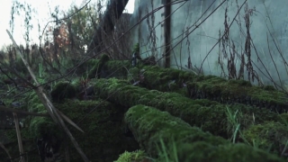 Tree, Forest, Landscape, Plant, Trees, Vascular Plant