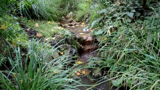 Tree, Forest, Landscape, Plant, Water, Wilderness