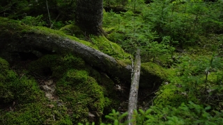 Tree, Forest, Landscape, River, Woody Plant, Water