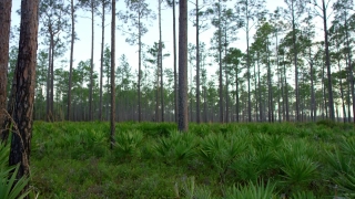 Tree, Forest, Landscape, Trees, Pine, Park