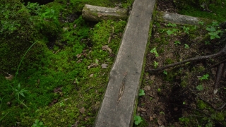 Tree, Forest, Landscape, Trees, Wall, Park