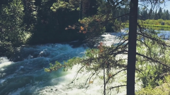 Tree, Forest, Landscape, Water, Woody Plant, Park