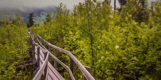 Tree, Forest, Landscape, Woody Plant, Park, Worm Fence