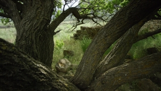 Tree, Forest, Landscape, Woody Plant, River, Rock