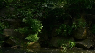 Tree, Forest, Landscape, Woody Plant, River, Vascular Plant