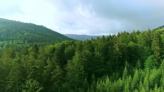Tree, Forest, Landscape, Woody Plant, Sky, Lake