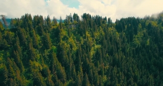 Tree, Forest, Landscape, Woody Plant, Trees, Poplar