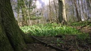 Tree, Forest, Landscape, Woody Plant, Trees, Vascular Plant
