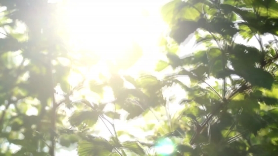 Tree, Forest, Plant, Leaves, Leaf, Foliage