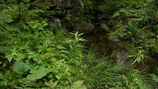 Tree, Forest, Plant, Vascular Plant, Landscape, Environment