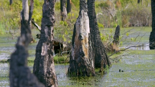 Tree, Forest, Snag, Woody Plant, Swamp, Wetland
