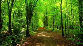 Tree, Forest, Southern Beech, Woody Plant, Trees, Vascular Plant