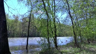 Tree, Forest, Swamp, Wetland, Land, Landscape
