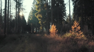 Tree, Forest, Trees, Landscape, Autumn, Fall