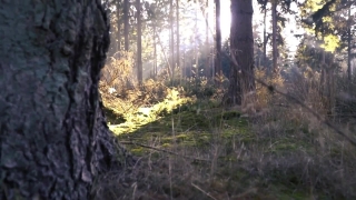 Tree, Forest, Trees, Landscape, Autumn, Woody Plant