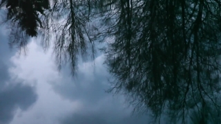 Tree, Forest, Trees, Landscape, Ice, Reflection