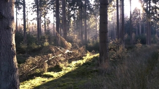 Tree, Forest, Trees, Landscape, Woody Plant, Park