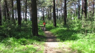 Tree, Forest, Trees, Woody Plant, Park, Landscape